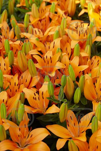 Asiatic Orange Matrix