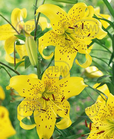Asiatic Pearl Jennifer