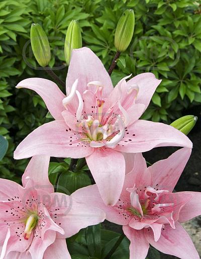 Asiatic Elodie