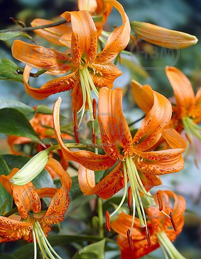 Turkish Cap Speciosum Henryi