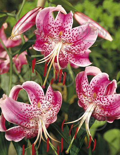Turkish Cap Speciosum Rubrum