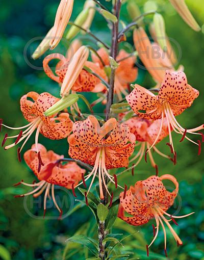 Specie Splendens