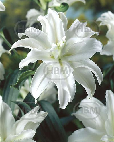 Oriental Polar Star