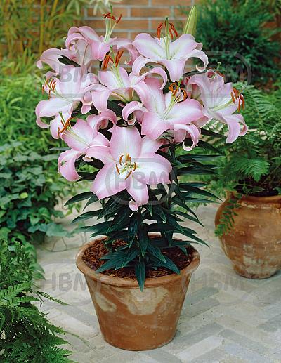 Oriental Van Veen