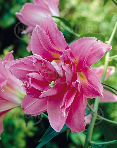 Oriental Double Surprise