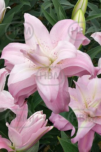 Oriental Lotus Queen