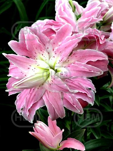 Oriental (double) Lotus Elegance