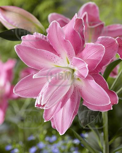 Oriental (double) Lotus Wonder