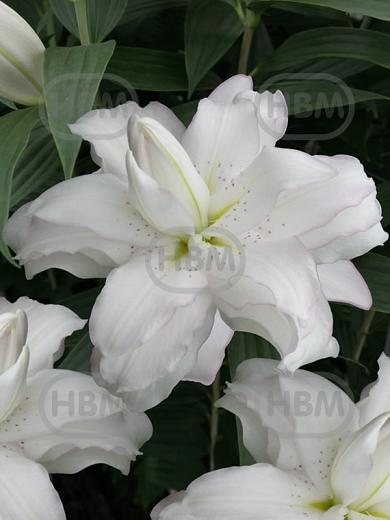 Oriental Lotus Beauty