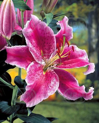 Oriental Stargazer
