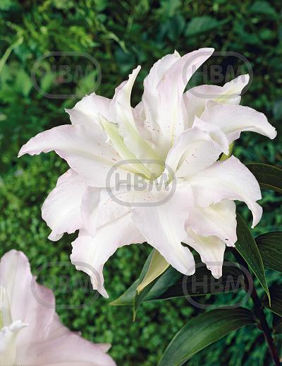 Oriental Miss Lucy