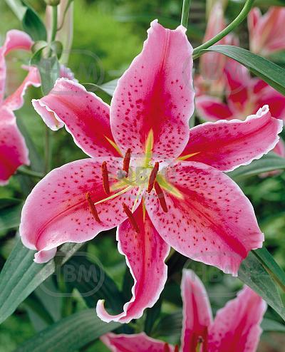 Oriental Mero Star