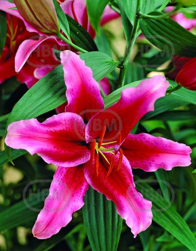 Oriental Rio Negro