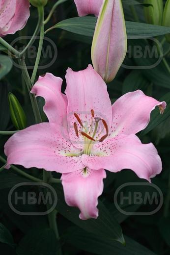 Oriental Josephine