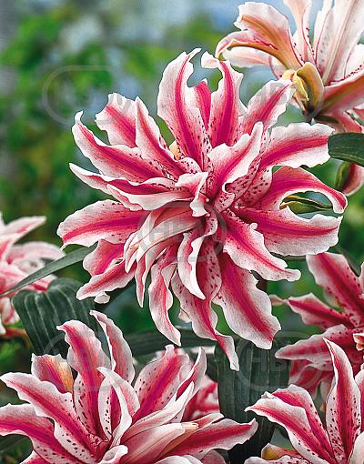 Oriental Magic Star
