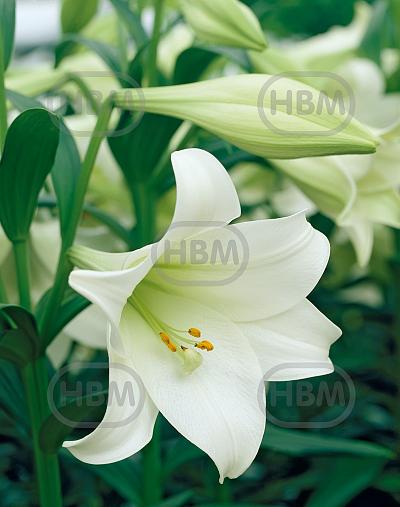 Longiflorum Jules Verne