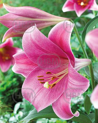 Longiflorum Pink Heaven®
