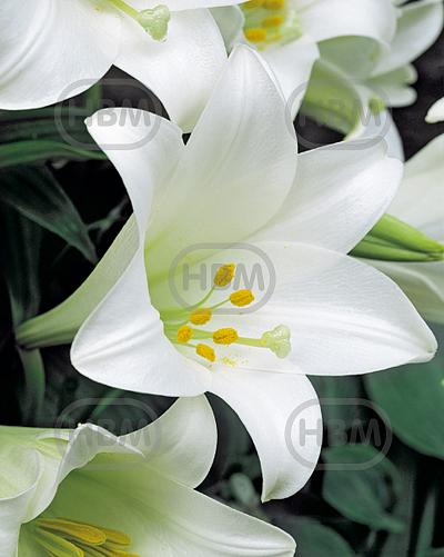 Longiflorum White Heaven