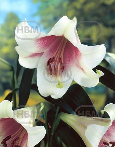 L.O. Triumphator