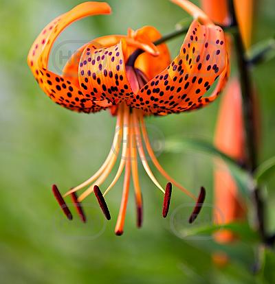 Specie Lancifolium