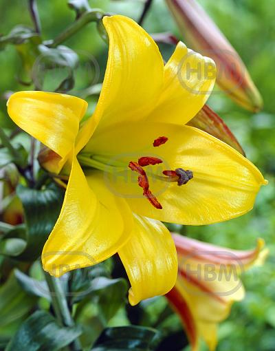 Trumpet Golden Splendour