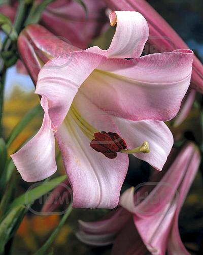 Trumpet Pink Perfection