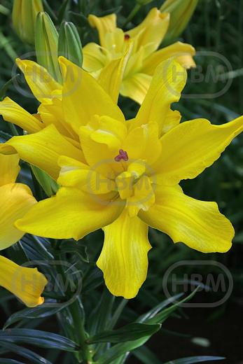 Asiatic Double Tomos®