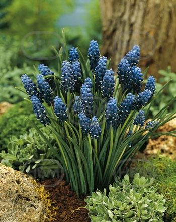 Neclectum