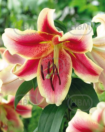O.T. Holland Beauty
