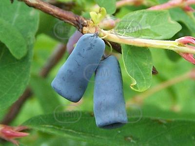 Caerulea Amur