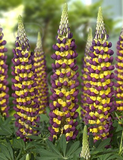 Purple/Yellow