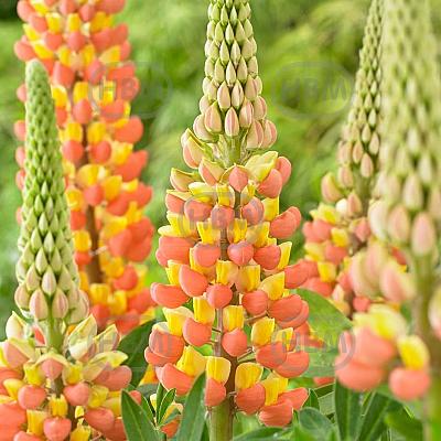Apricot Yellow