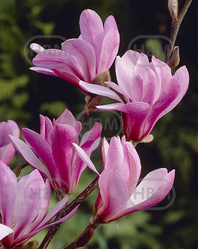 X Loebneri Leonard Messel