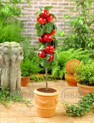 Braeburn Red