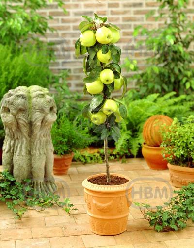 Golden Delicious Yellow-Green