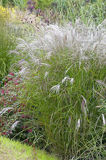 Sinensis Kleine Fontäne