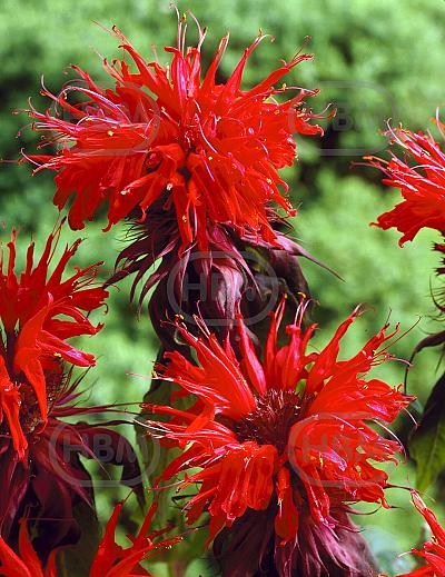 Monarda Cambridge Scarlet