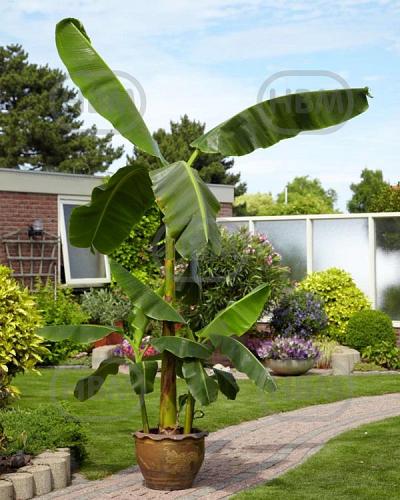 Basjoo Bananas