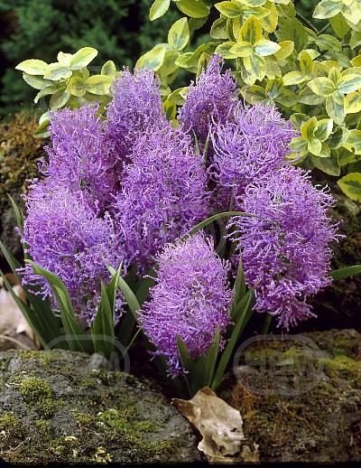 Comosum Plumosum