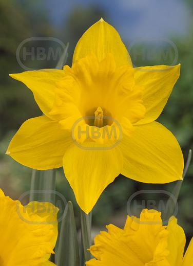 Trumpet Golden Harvest