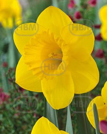 Large-Cupped Park Sun