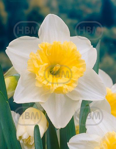 Large-Cupped Ice Follies