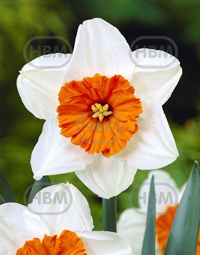 Small-Cupped Barret Browning
