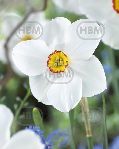 Poeticus Actaea