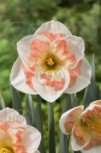Large-Cupped Pink Wonder