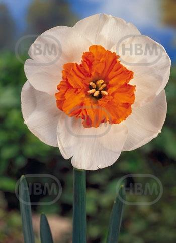 Small-Cupped Bella Vista