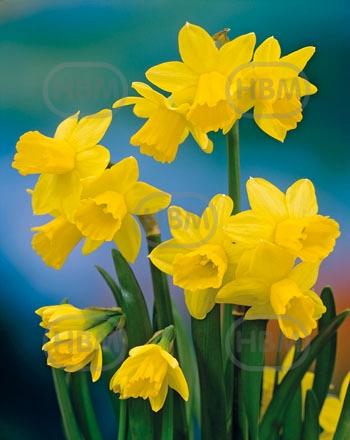 Cyclamineus Tete A Tete