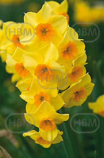 Tazetta Golden Dawn