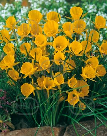 Specie Bulbocodium Golden Bells