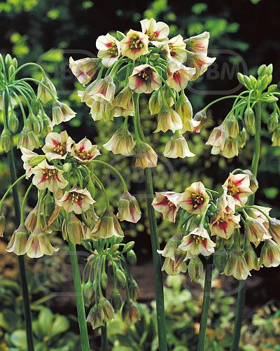 Siculum
